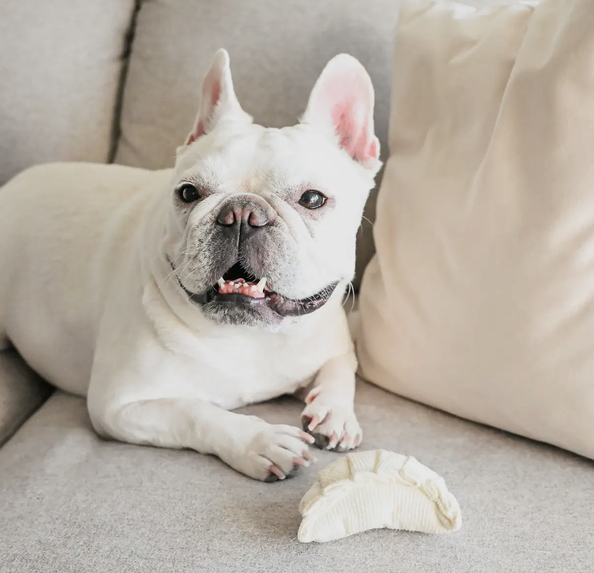 Dim Sum Pop Enrichment Dog Toy