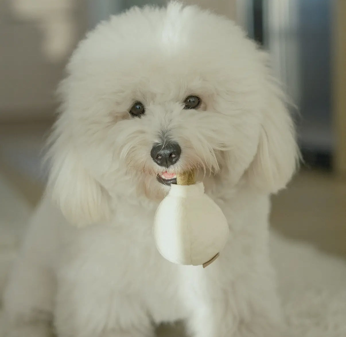 Garlic Pop Enrichment Dog Toy