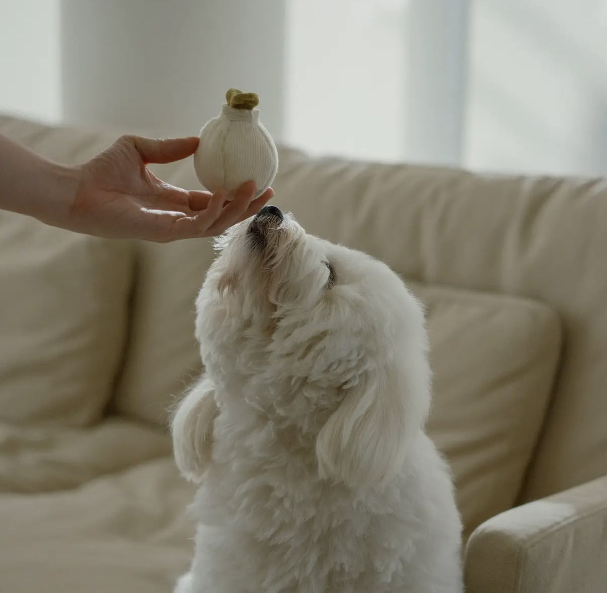 Garlic Pop Enrichment Dog Toy